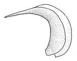Cratoneuropsis relaxa, branch leaves. Drawn from T.W.N. Beckett 471, CHR 621716, C.D. Meurk s.n., 27 Nov. 1970, CHR 481321, and T.W.N. Beckett 507, CHR 621717.
 Image: R.C. Wagstaff © Landcare Research 2014 
